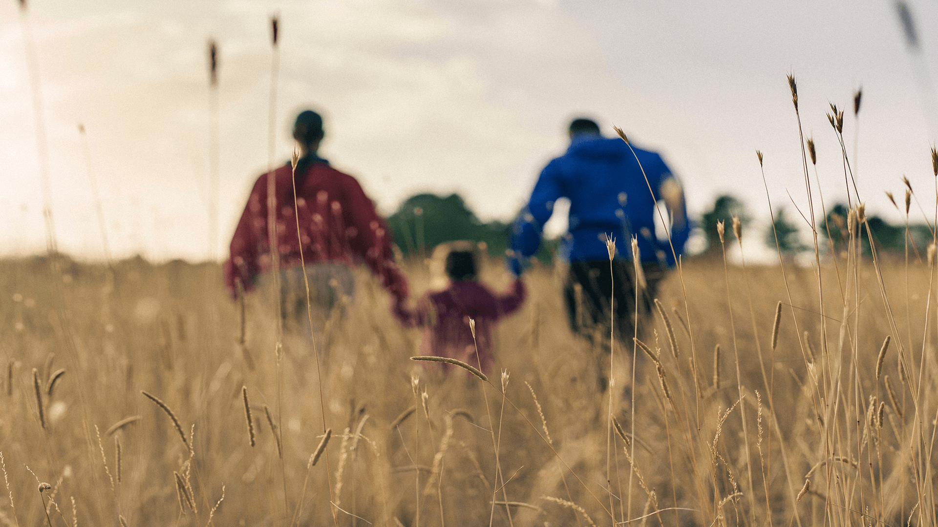Familia tomada de la mano camina de espaldas por un campo de trigo dorado al atardecer.